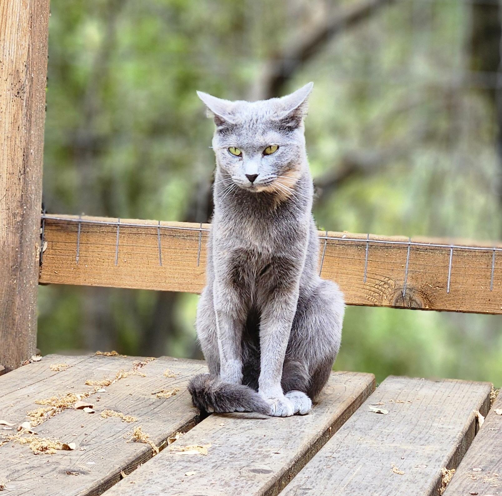 Patches, a cat available through FOAC