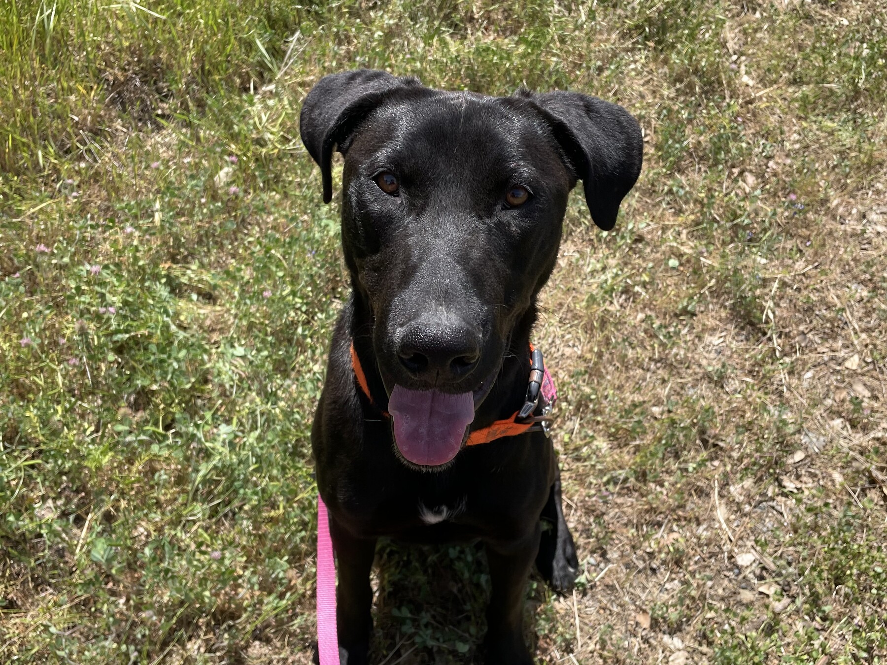 A black FOAC dog sitting outdoors