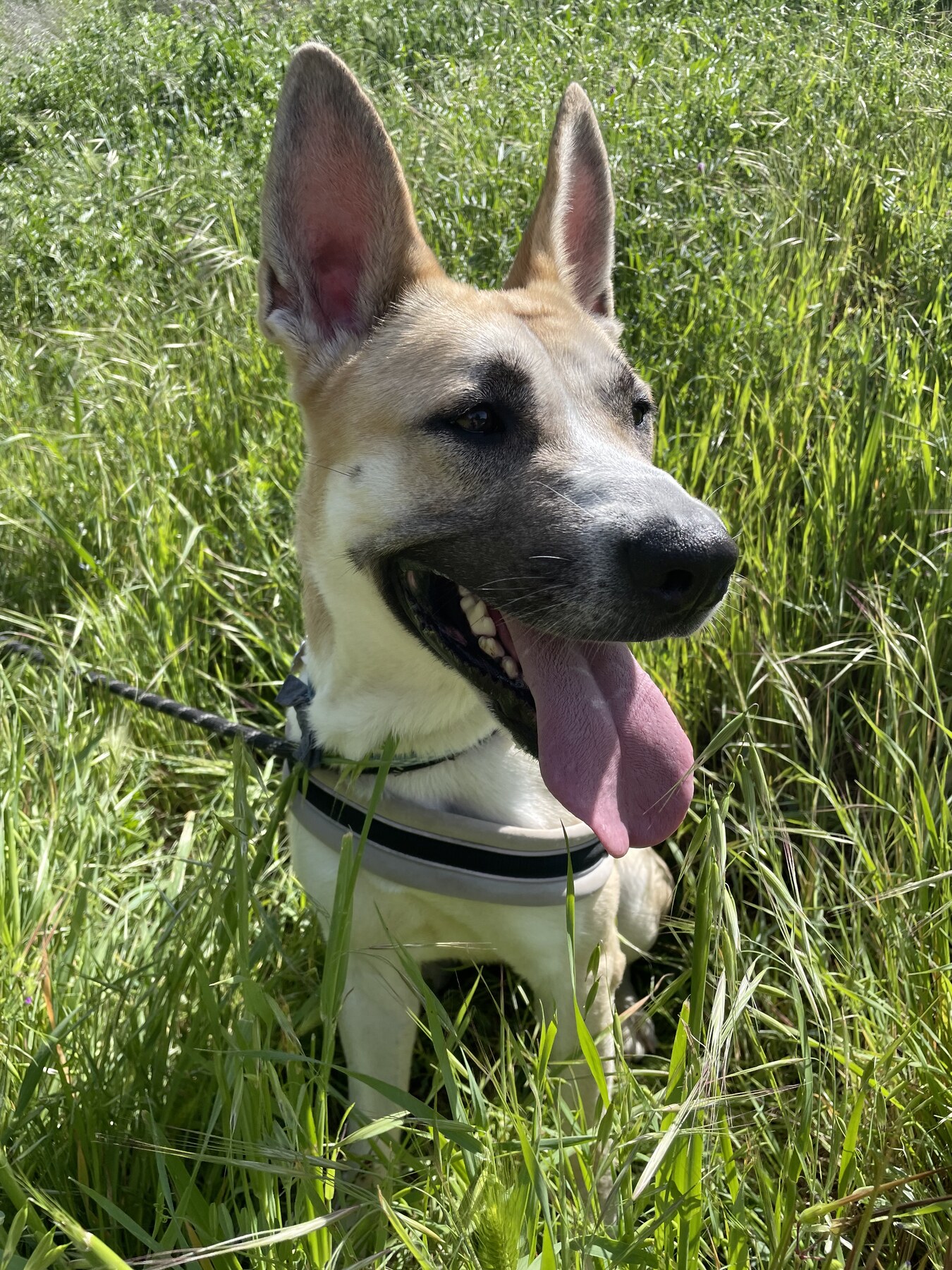 A FOAC shepherd mix sitting in tall grass