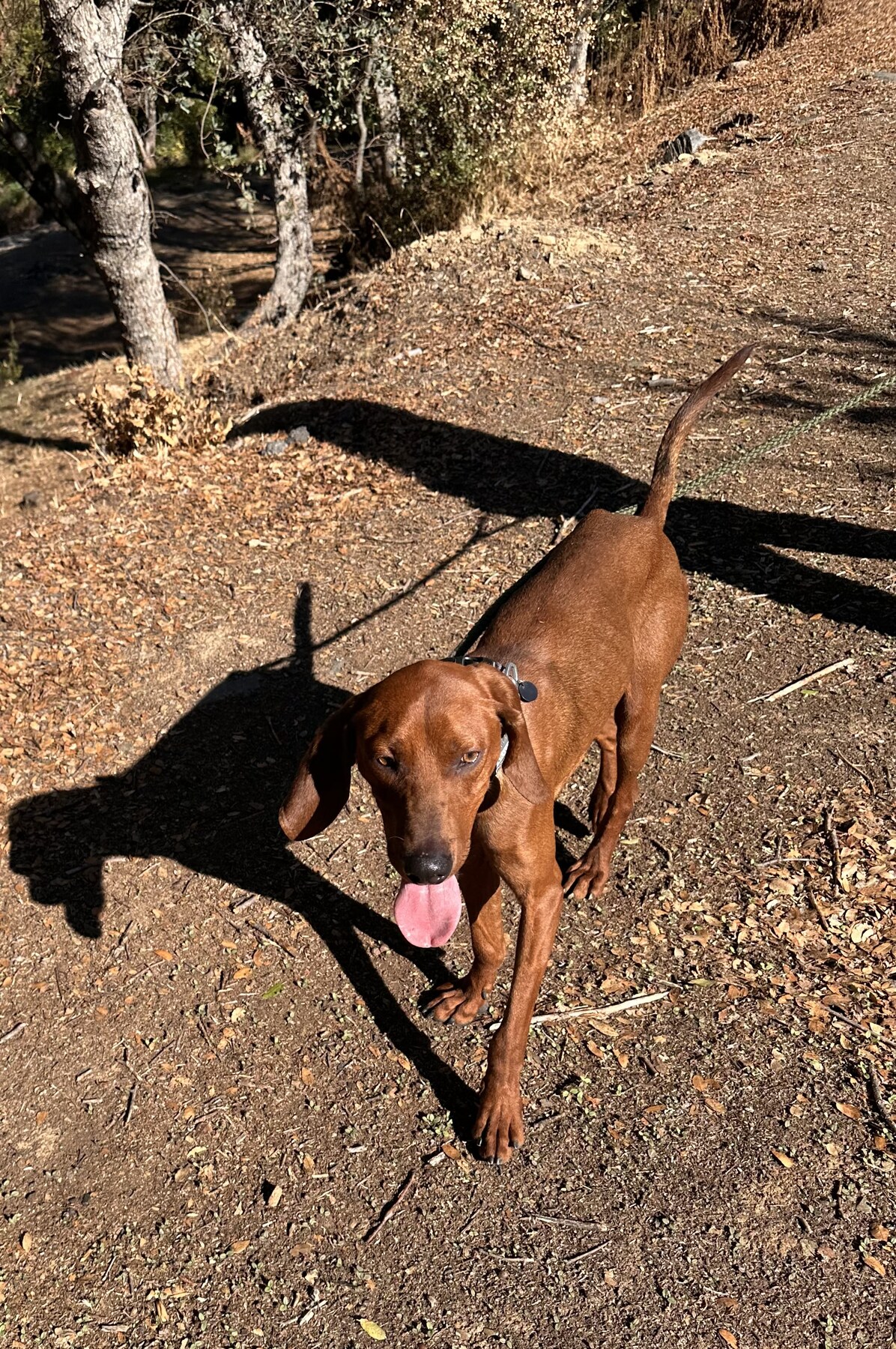 A FOAC dog enjoying time outdoors
