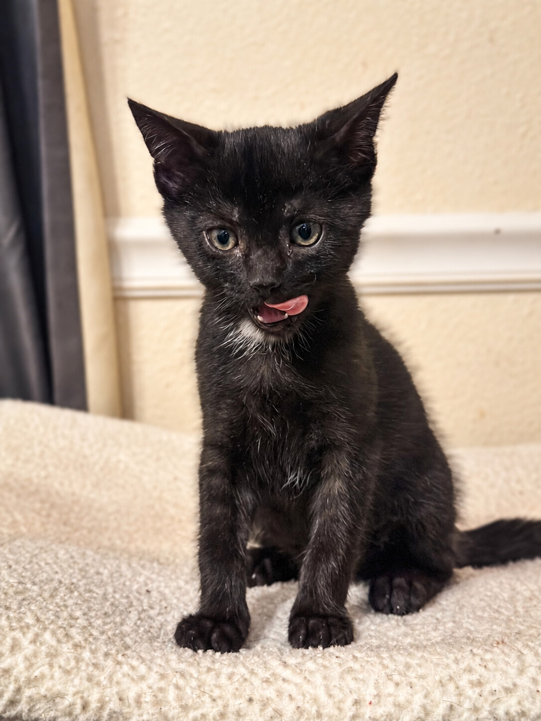 Willow, a kitten available through FOAC