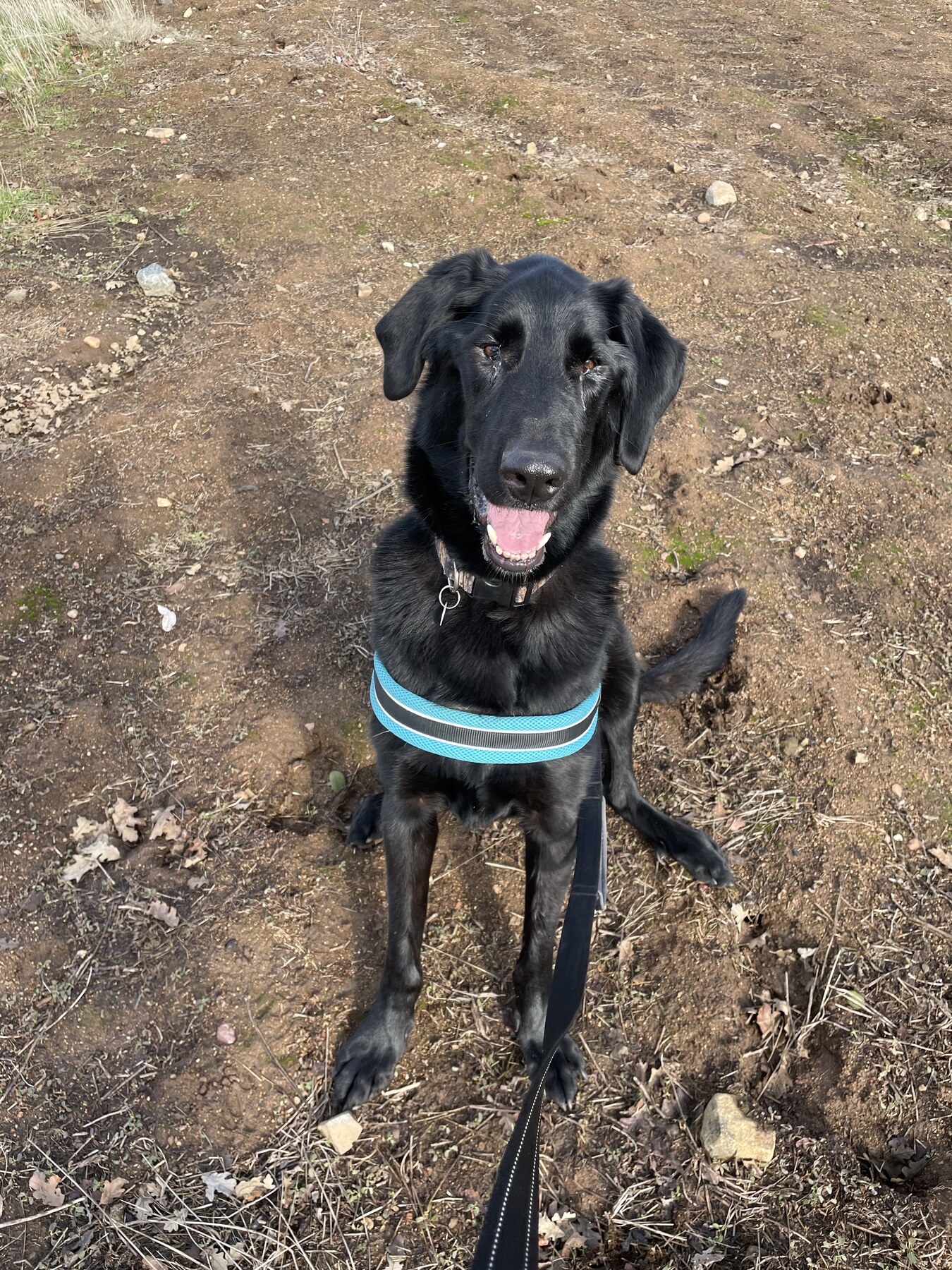 A black FOAC dog sitting outdoors