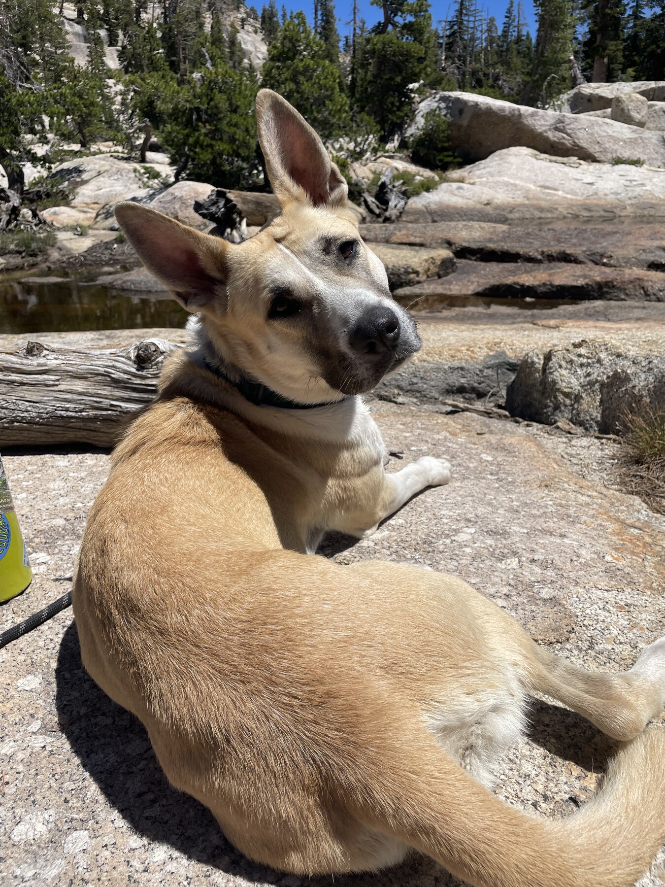 A FOAC dog resting on a sunny rock
